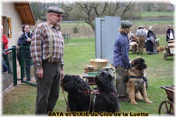 Bouvier des Flandres copyright Elevage du Clos de la Luette